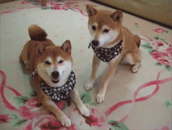 babyanimalposts:  feeling sad? you need this blog on your dash!