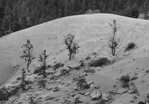 cysewski:Bryce National Park