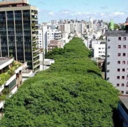 0800blazeit: imstillwaitingfortheraintofall:  sixpenceee:  Beautiful tree-lined street in Porto Alegre, Brazil.  Beautiful   Wow what a dream 💚💚💚 