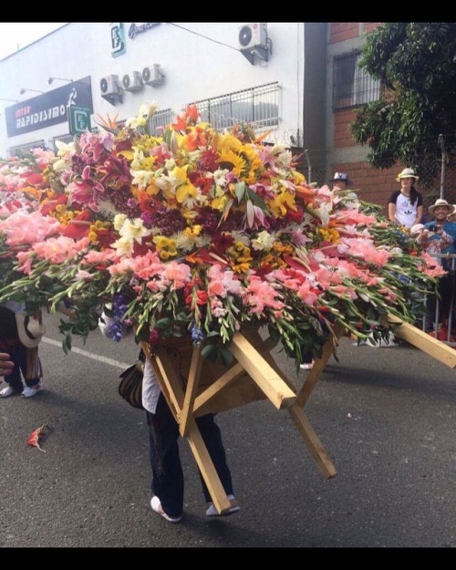 Porn Pics #feriadeflores2017 #desfiledelossilleteros