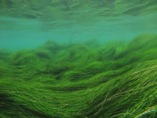 tide-to-the-ocean:A field of green, under the sea 