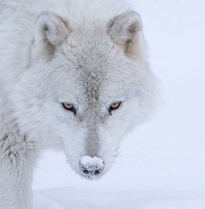 beautiful-wildlife:Arctic Wolf by © FRED LEMIRE