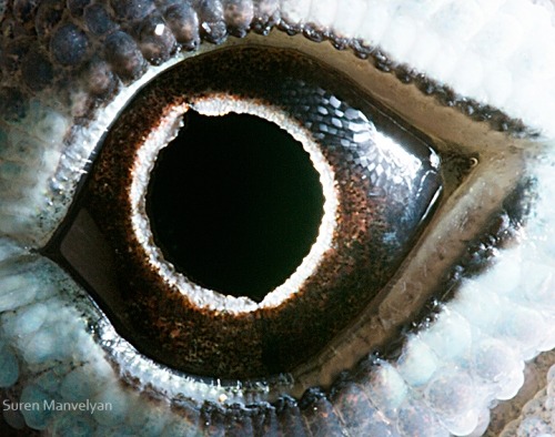 XXX give-a-fuck-about-nature:  Eyes of the animal photo