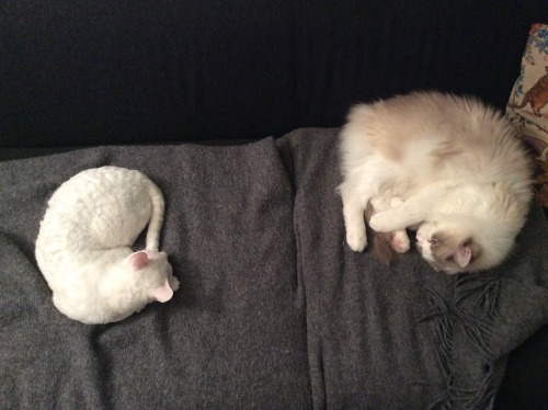 felixphoenixx: My floffs