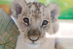 llbwwb:  Lion cub (by floridapfe)