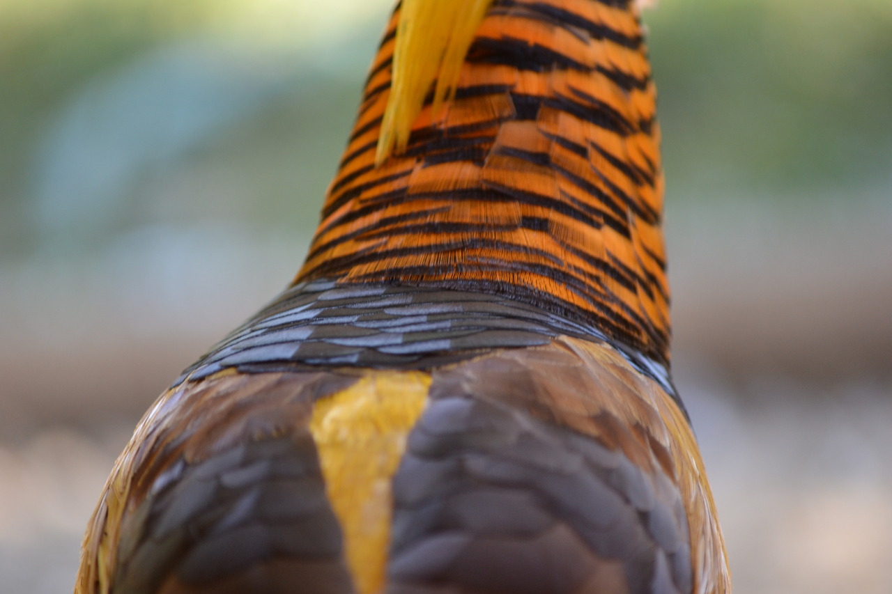 cjwhiteshizzle:  ORNAMENTAL PHEASANT APPRECIATION POST!!! red golds, yellow golds