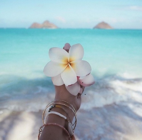 ilhasdcaribe:  ILHASDCARIBE 🐚