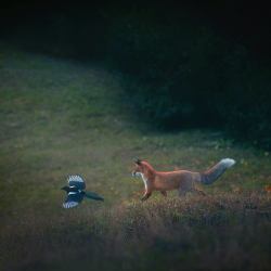 fuchsspur:    Red fox (vulpes vulpes) and