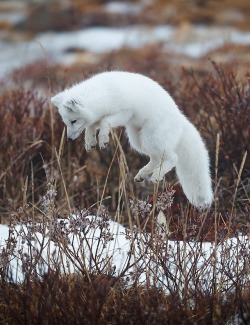 beautiful-wildlife:  Arctic Fox Hunting by © Igor Altuna