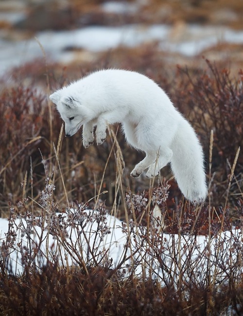 beautiful-wildlife:Arctic Fox Hunting by © Igor Altuna