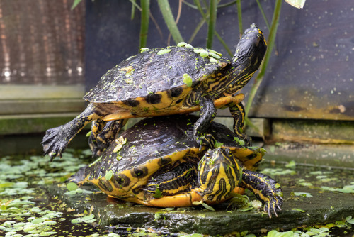 Climbing on top.Turtles on top of each other.