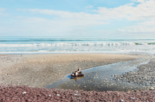  Nouvelle Zélande ~ Road-trip 2017 par Marie l'AmuseWest coast, from Haast to Bruce bay - New Zealan