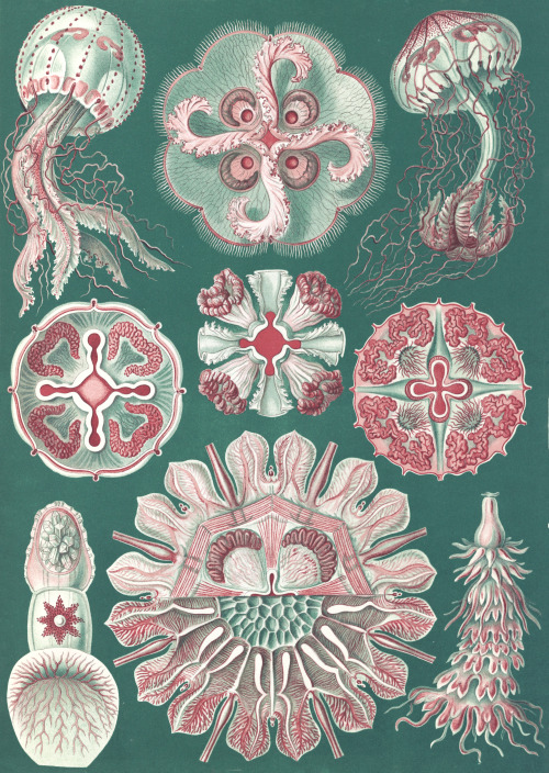 Ernst Haeckel - Discomedusae - 1904 - via LOC