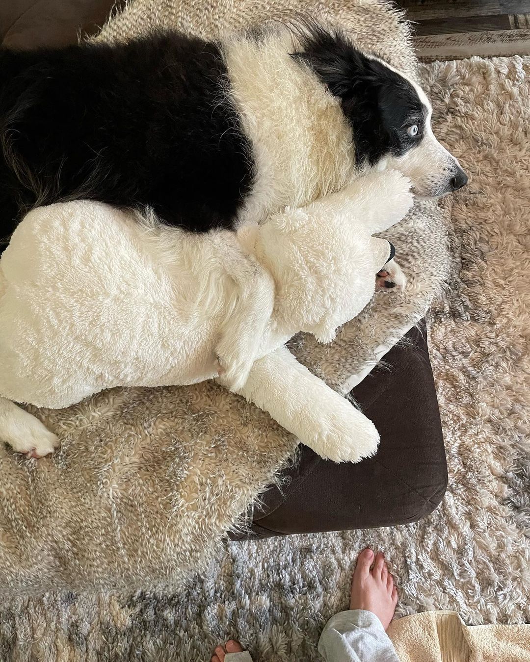 Someone is really tired, but refuses to chill. 😂 






#bordercollie #dogs #puppy #swimmingpup #hestired #