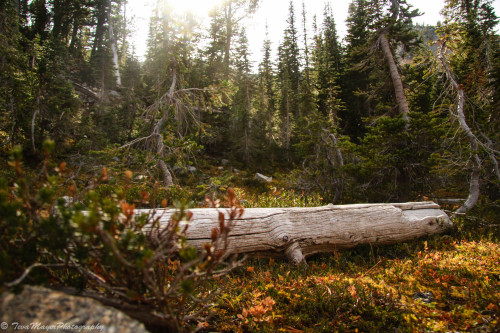 tevamayerphotography: Cyclical Wallowa Mountains, Oregon