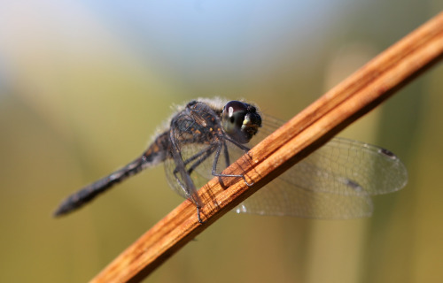 A closer look at a dragonfly. They are truly fascinating!