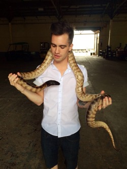 panicatthedisco:  Apparently Brendon will