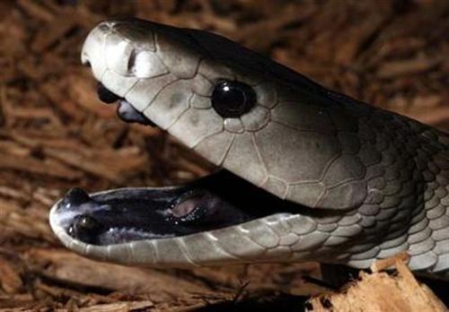 thunder28: achievement-hunter:  janedoodles:  vintar:  ghostoctopusink:  black mambas
