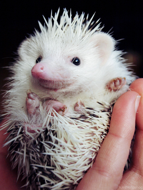 Hedgehogs Of Asgard