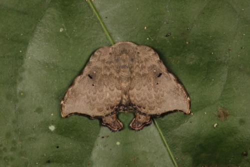 sinobug:MOTHS from Yunnan, ChinaClick on and scroll through images for individual IDs…..by Sinobug (