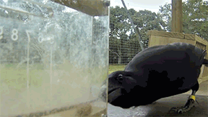 karanan:  starrypawz:  zerostatereflex:  Crow solves an 8 step process. Crows are