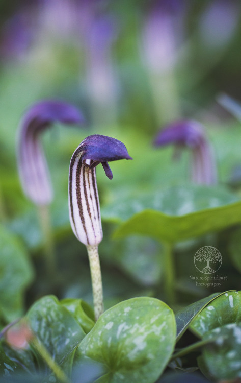  Arisarum by NatureSpiritHeart Photography