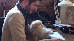 giphy:  Today is Take Your Dog To Work Day. 