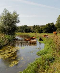 llovinghome:Great Stour River, Kent