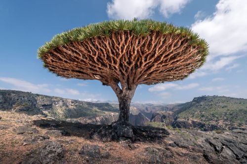 blondebrainpower:The Socotra Dragon Tree also known as a Dragon Blood Tree, it can only be found on the island of Socotra, Yemen, which is located at the center of the Arabian Sea. Out of 825 species found on the island, 37% are endemic meaning they can