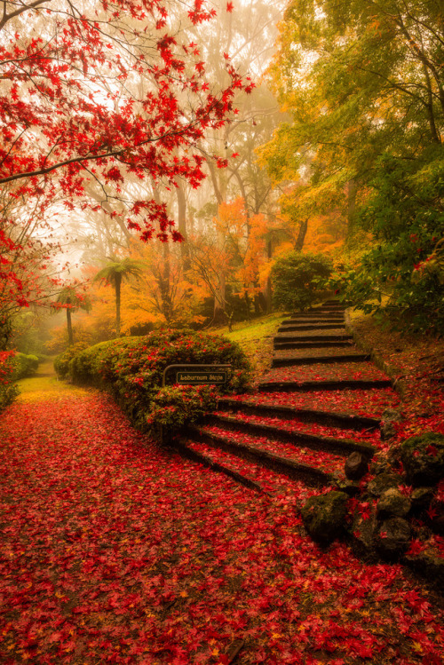 j-k-i-ng:  “Laburnum Steps“ by | Kalan Robb