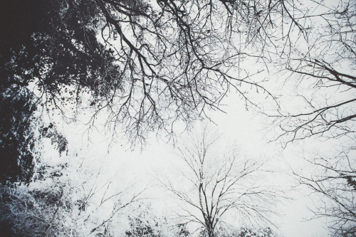elenamorelli:  { the road and the trees and the snow } 