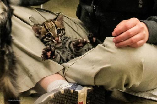 the-real-seebs:  zooborns:  UPDATE! Santos the Ocelot Makes Friends with Blakely the Dog  Do you remember Santos, Cincinnati Zoo’s little Ocelot kitten? He’s much bigger since we last saw him in November, and he’s growing up healthy and playful.