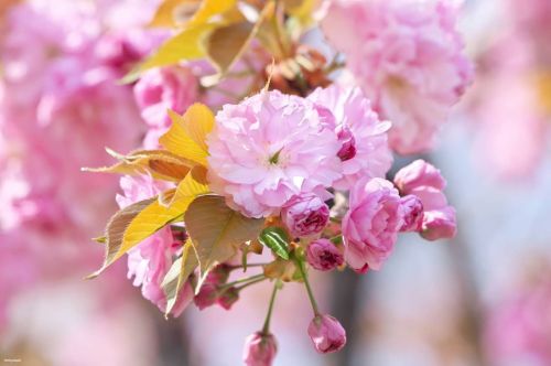 matryokeshi: 08 April 2020. Cherry blossoms (“Kanzan” 関山 type) in Tokyo, Japan