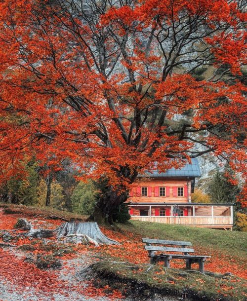 weloveaustria:Ein Herbstspaziergang am Achensee in Tirol ❤️ © @manuel_klappacher   #weloveaustria #fall #autumn #wanderlust #tree #nature #oostenrijk #tyrol #earthpics #österreich https://www.instagram.com/p/CV8XSHzNx7B/?utm_medium=tumblr