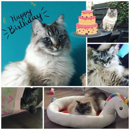 Today is Kiwi Marshmallow’s birthday #happybirthday #birthday https://instagr.am/p/B_nuA8nFlfC/