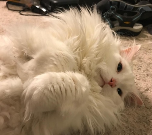 thurstonfluff:Ze sexy pose #catsThis reminds me of something&hellip;