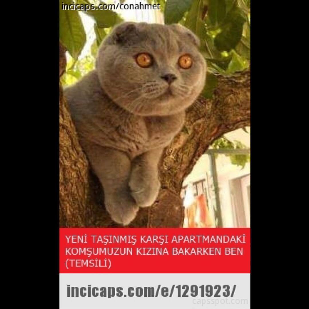 Yeni taşınmış karşı...