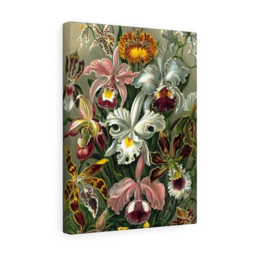 16 Orchids | Botanical Illustration | Canvas Print https://botanly.com/products/16-orchids-botanical