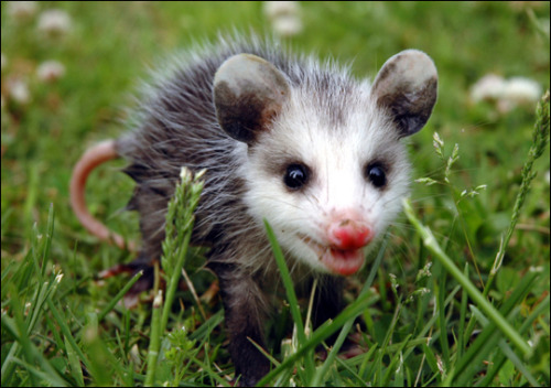 dollsahoy: hvashi: Baby Opossum BIBBY POSSUMS!
