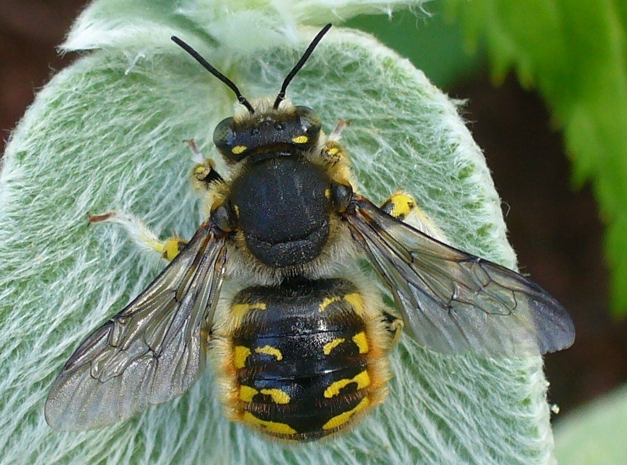 European Wool Carder Bee (Anthidium manicatum) - Anthidium oblongatum 