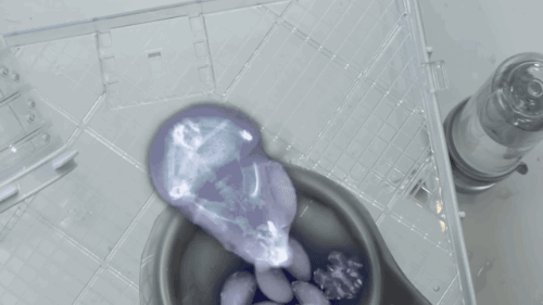 ayellowbirds:gifsboom:Xray shows how much a hamster can stuff in its cheeks. [video][JohnDownerProd]