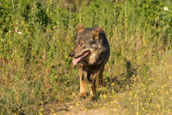 Lonestray:  Iberian Wolf By Robe_Mac