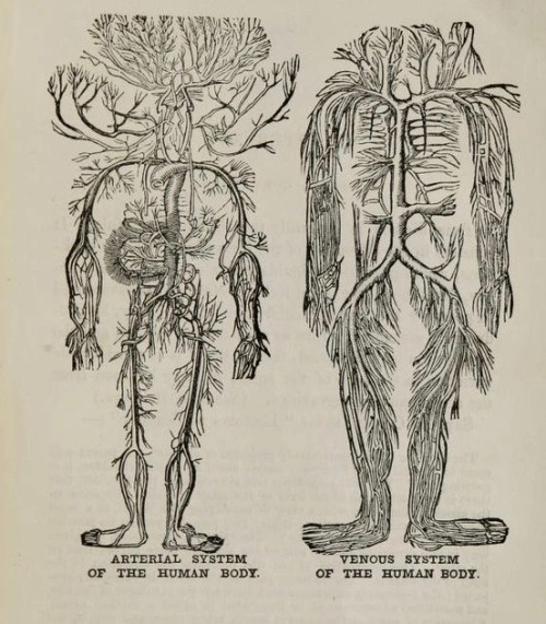 nemfrog:Arterial and venous systems. Medical information for the million, or The true guide to healt