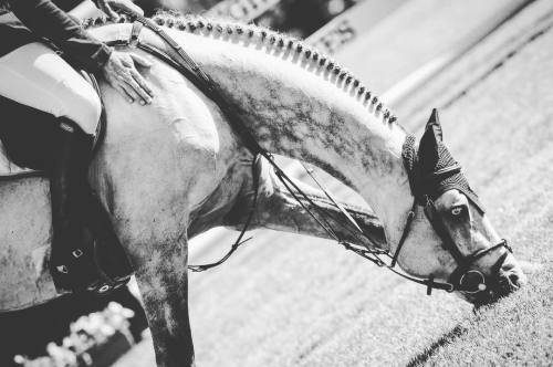 selliham:“That moment when… A sneaky snack after a brilliant clear for LGCT Ranking leader Christian