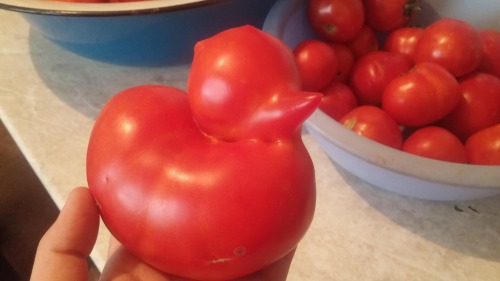 diary-of-a-chinese-kid:Tomato duck?