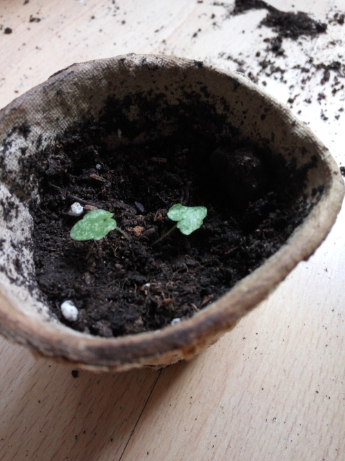 29/May/2016I have been plucking some dried leaves and planting sprouts in new pots. In these pics (b