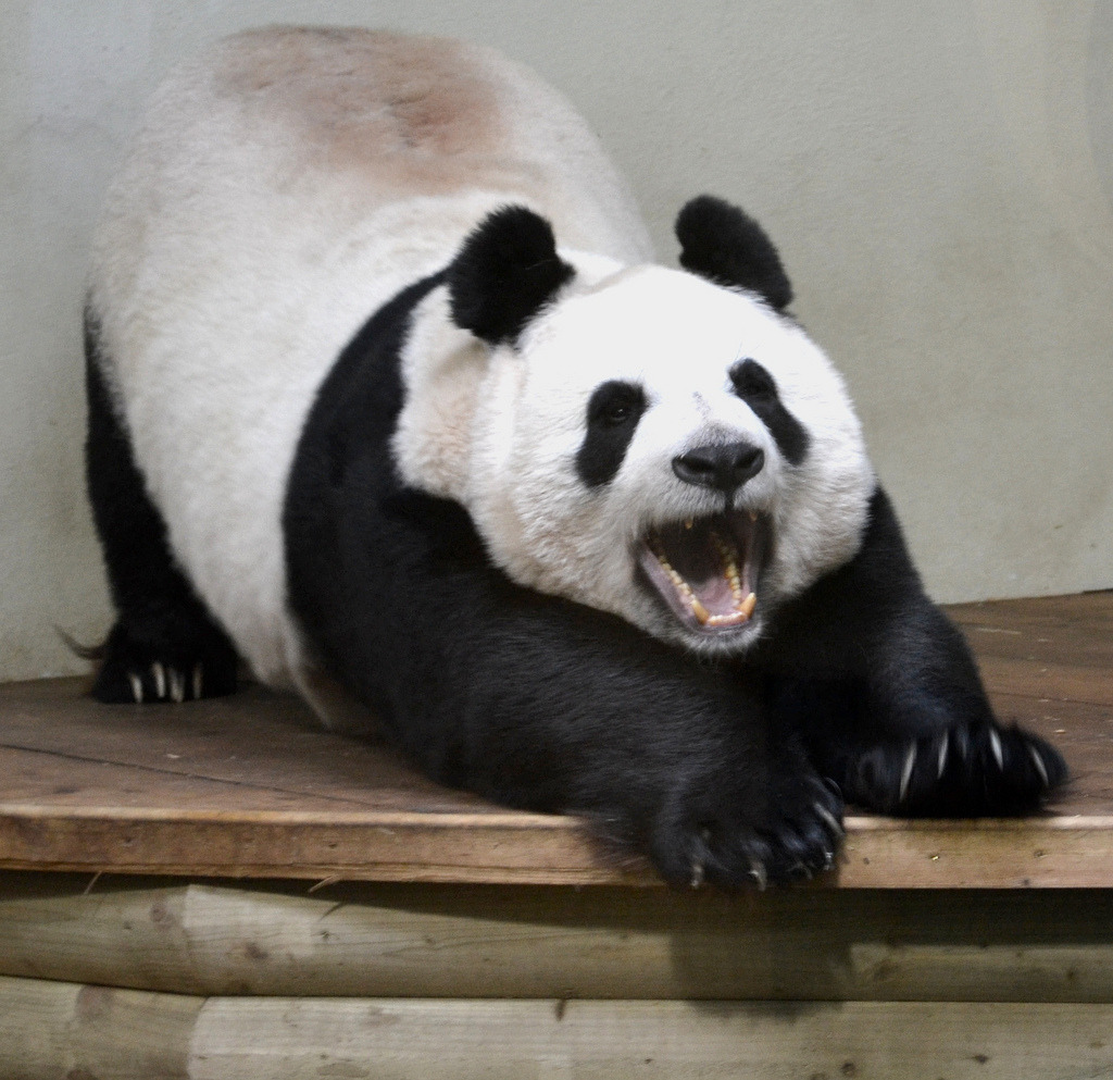 fuckyeahgiantpanda:  Tian Tian at the Edinburgh Zoo, Scotland, on January 23, 2013.
