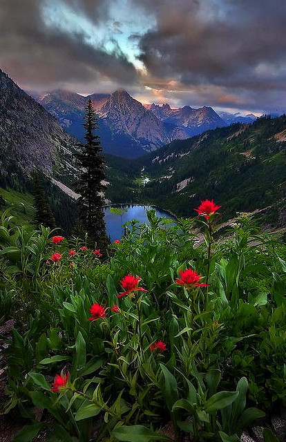 Alpine Treasure by Trevor Anderson on Flickr.