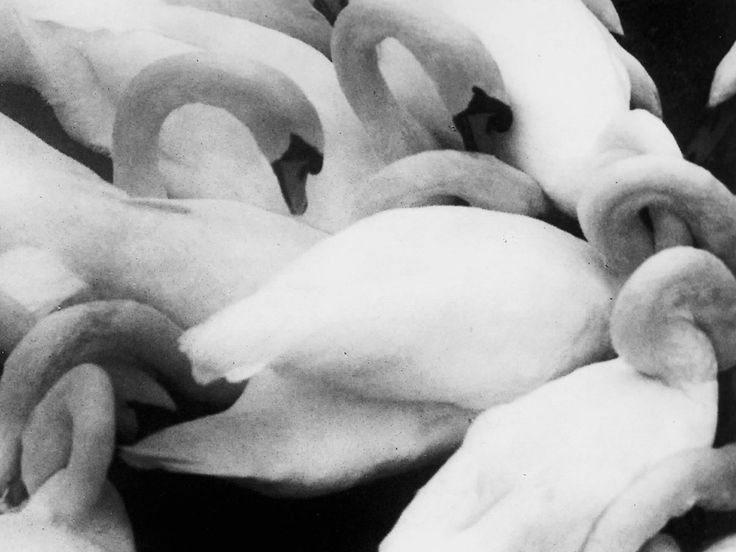 lesgrandsphotographes-deactivat:  David Hamilton - Swans, 1971 