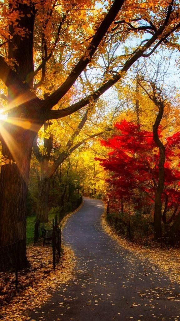 sleepinsidemysoul:follow the yellow leaf road- and that will certainly get me to